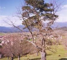 EL Pino-Roble de Canicosa de la Sierra consigue el Quinto Puesto en el concurso “Árbol Europeo del Año” de 2016