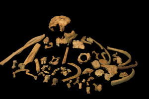 El CENIEH realiza la primera datación directa de un diente fósil de esta especie encontrada en el yacimiento de Gran Dolina de Atapuerca