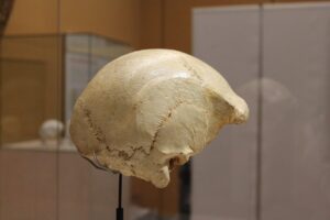 El Cráneo 4 ‘Agamenón’, que representaba el caso más antiguo de sordera conocido, no era sordo según un nuevo estudio