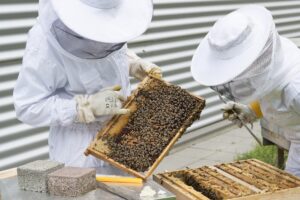 Miel en polvo: el futuro de la apicultura