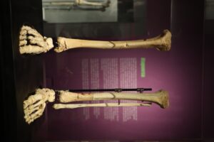 La exposición ‘Tenerse en pie. La postura erguida en la evolución humana’ alcanza las 16.000 visitas a un mes de su cierre