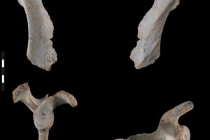 La morfología de la cintura escapular (clavícula y escápula) de los humanos de la Sima de los Huesos