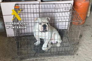La Guardia Civil denuncia a un criador ilegal de perros de la raza bulldog inglés