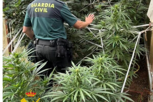 La Guardia Civil descubre una pequeña plantación de marihuana en La Demanda