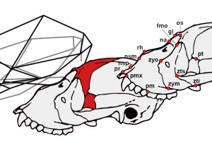 Un estudio con modelos geométricos analiza la peculiar anatomía craneal de los monos aulladores