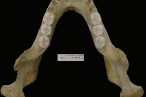 La mandíbula de Mountmarin-La Niche desvela la complejidad del origen de los neandertales
