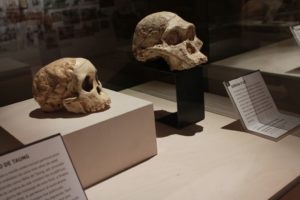 El MEH presenta la exposición ‘El Mono Asesino’ que habla del año 1968 y de las teorías de la violencia en el origen de la humanidad