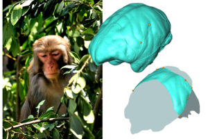 Analizan la anatomía parietal de los monos del viejo mundo