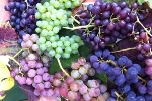 Mañueco defiende la calidad de los vinos de Castilla y León, que alcanzan la cuota histórica más alta de venta