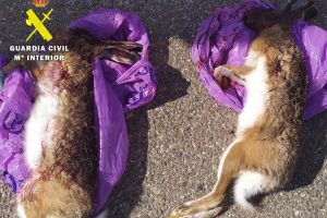 La Guardia Civil investiga a un furtivo por abatir ilegalmente dos liebres y una perdiz