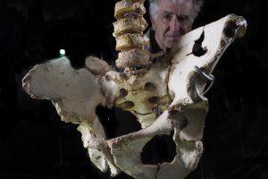 El Museo de la Evolución Humana presenta las vértebras lumbares de la pelvis Elvis de Atapuerca, la más completa del registro fósil mundial de la evolución humana