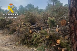 La Guardia Civil investiga a una persona por el hurto de 23 toneladas de madera de pino