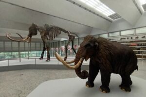 El Museo de la Evolución Humana expone un esqueleto de entre 40.000 y 50.000 años de antigüedad en su nueva exposición llamada ‘Un mamut en Burgos’